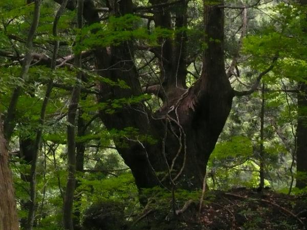 立派なスギの木！｢ワイルドだろ～｣